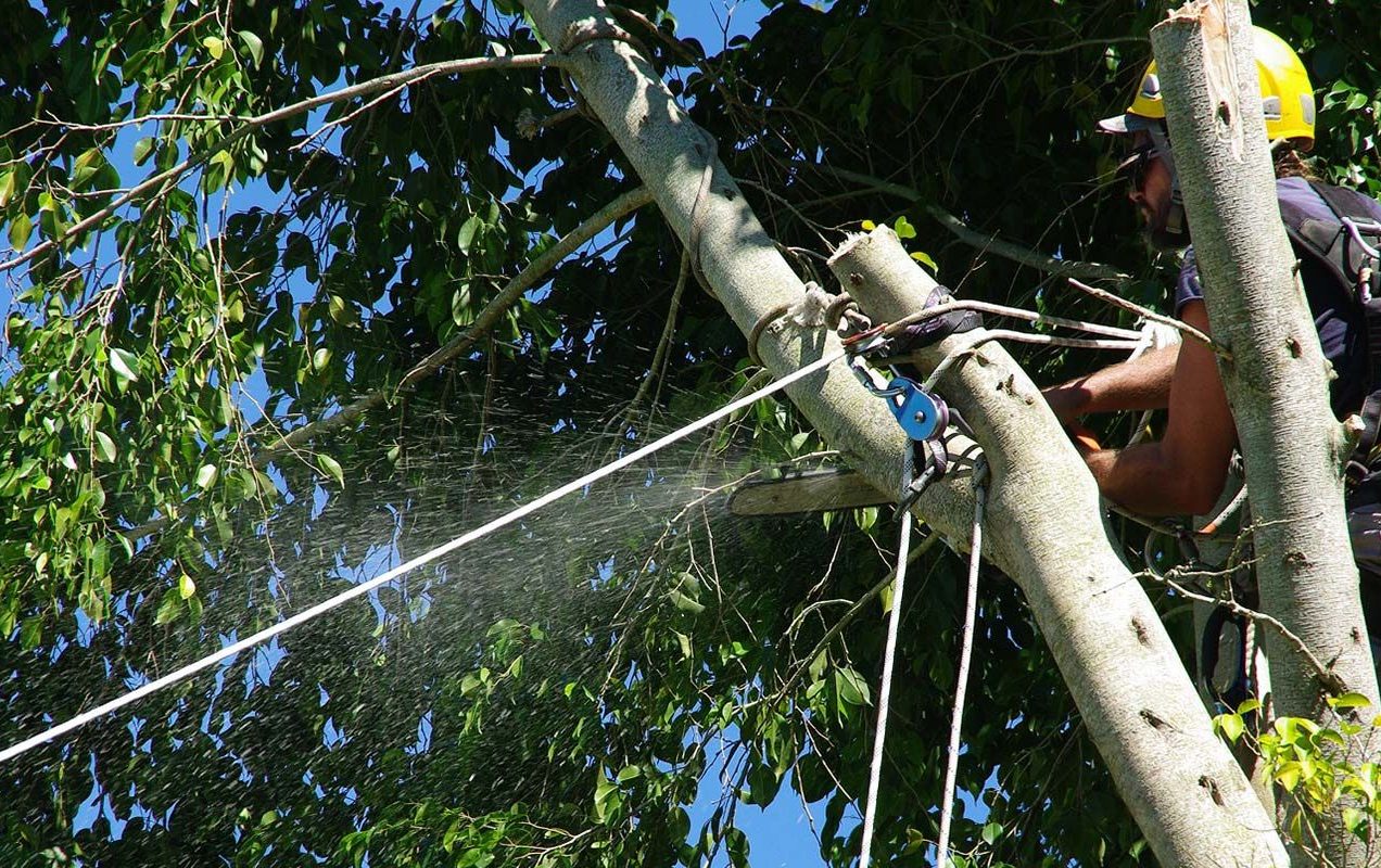 Bough Breakthroughs: Modern Tree Removal Services